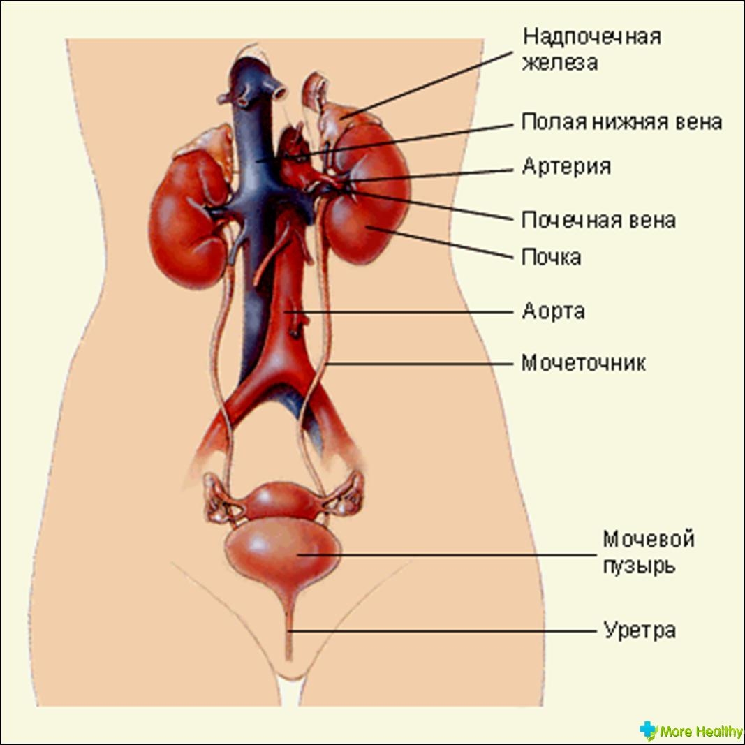 Расположение матки и мочевого пузыря. Органы выделительной системы мочевой пузырь. Мочевыделительная система человека строение анатомия. Структура мочевой системы человека. 1. Анатомическое строение мочевыделительной системы..