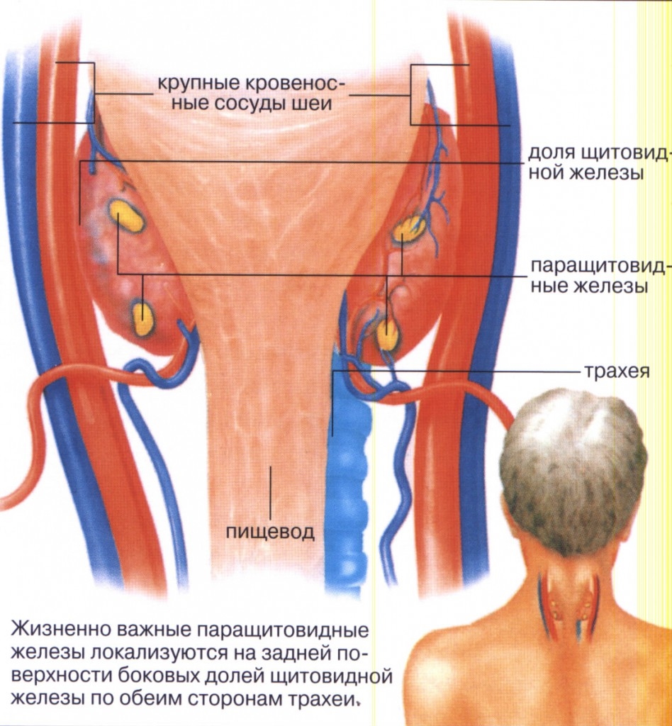 Придаточная железа у мужчин. Щитовидная и паращитовидная железы. Щитовидная железа расположение. Расположение щитовидки. Щитовидная железа паращитов.