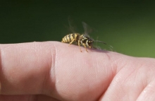 Как снять отек от укуса осы? Первая помощь