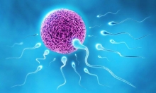 Сперматогенез - это что такое?