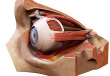 Анатомия глаза: строение, функции