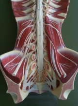 Анатомия: поясничное сплетение и его ветви