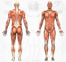 Что делать при растяжении мышц тела человека?