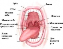 Функции и строение полости рта