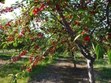 Листья вишни: полезные свойства, противопоказания, применение в народной медицине, рецепты