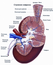 Гломерулонефрит - симптомы, течение острой и хронической формы гломерулонефрита, гломерулонефрит и беременн
