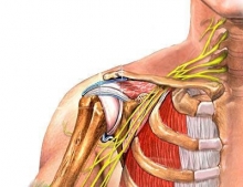 Анатомия плечевого сустава. Строение и функции плечевого сустава