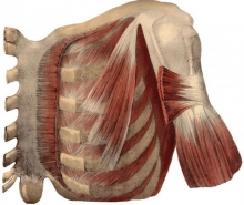 Анатомия человека: подключичная мышца
