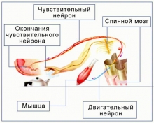 Строение рефлекторной дуги. Рефлекторное кольцо. Физиология нервной системы