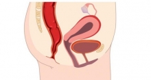 Строение половых губ. Физиология женских половых органов