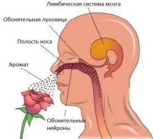 Обонятельный нерв: симптомы и признаки