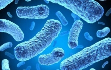 Бакпосев на микрофлору и чувствительность к антибиотикам: основания для назначения анализа, расшифровка
