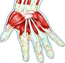 Сухожилия кисти руки: анатомическое строение, воспаление и повреждение