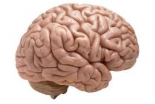Церебральный арахноидит головного мозга: симптомы, лечение, последствия