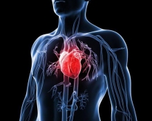 Как укрепить сердце? Советы кардиолога и три главные шаги к здоровому сердцу