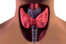 Узловые образования щитовидной железы: признаки и лечение