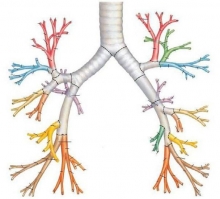 Бронхиальное дыхание: типы и формы патологического дыхания
