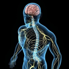 Проводниковая и рефлекторная функция спинного мозга