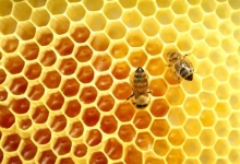 Мед диких пчел: лечебные свойства, показания к применению