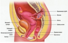 Строение женской половой системы: анатомия, физиология
