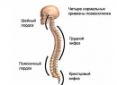 Кифоз - симптомы искривления позвоночника, виды кифоза, особенности форм, диагностика и лечение кифоза