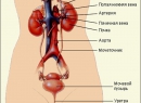 Заболевания почек - основные симптомы