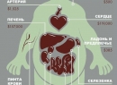 Сколько стоит почка человека и где ее купить