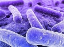 Klebsiella pneumoniae - что это такое? Бактерия Klebsiella pneumoniae: описание