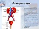 Диета после удаления почки