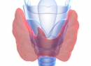 Норма антител к ТПО у женщин: причины и лечение