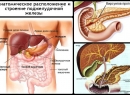 Поджелудочная железа: симптомы заболевания