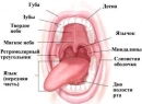 Функции и строение полости рта