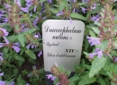 Трава змееголовник: лечебные свойства и противопоказания. Применение в народной медицине