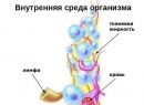 Что такое тканевая жидкость? Одна из важнейших составляющих организма