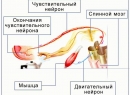 Строение рефлекторной дуги. Рефлекторное кольцо. Физиология нервной системы