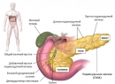 Панкреатит - симптомы, основные формы, причины панкреатита, приступ панкреатита, лечение