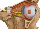 Отводящий нерв: описание, анатомия, функции и особенности