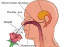 Обонятельный нерв: симптомы и признаки