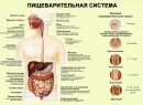 Дуоденит - Лечение народными методами