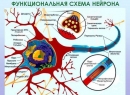 Миелиновая оболочка нервного волокна: функции, восстановление