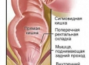 Как расслабить сфинктер прямой кишки? Спазм сфинктера прямой кишки: симптомы и лечение