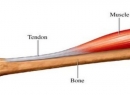 Что такое сухожилия: определение, функции, примеры