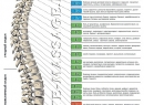 Заболевания позвоночника
