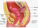 Строение женской половой системы: анатомия, физиология